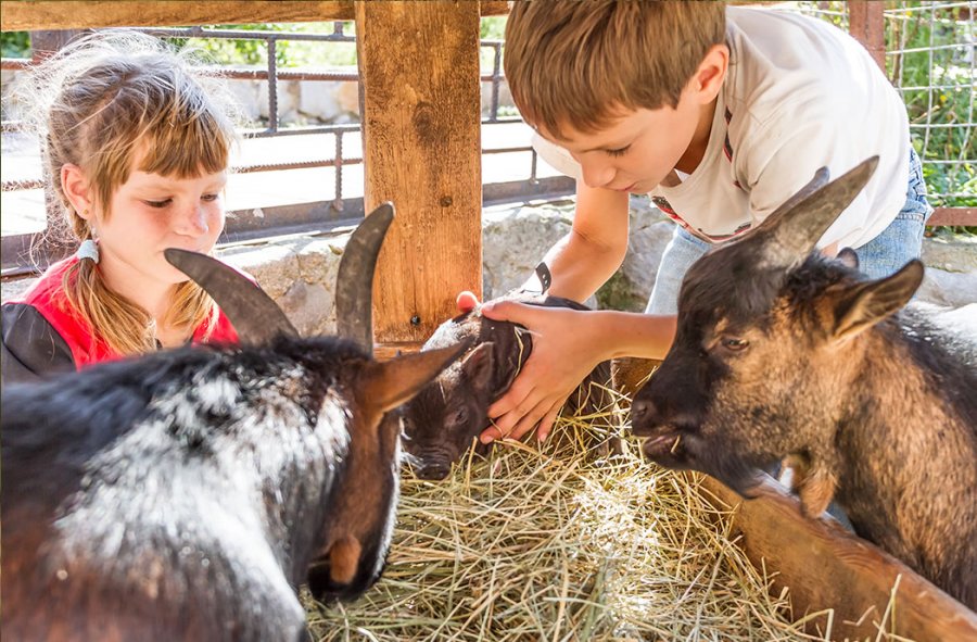 Kinder bei den Tieren am Bauernhof beim Kinderprogramm von St. Johann in Salzburg